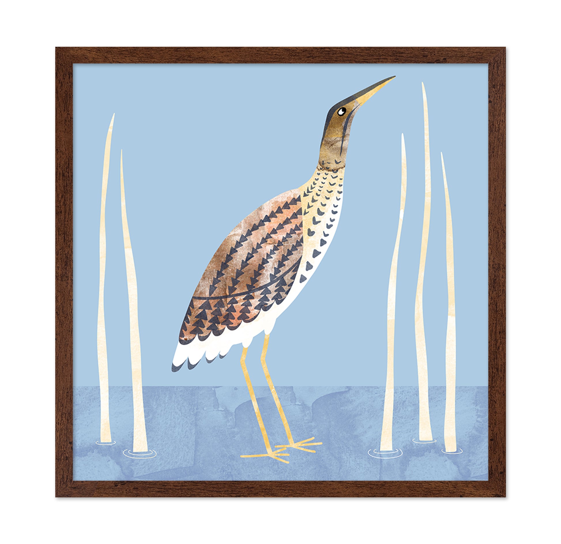 Marsh Bittern