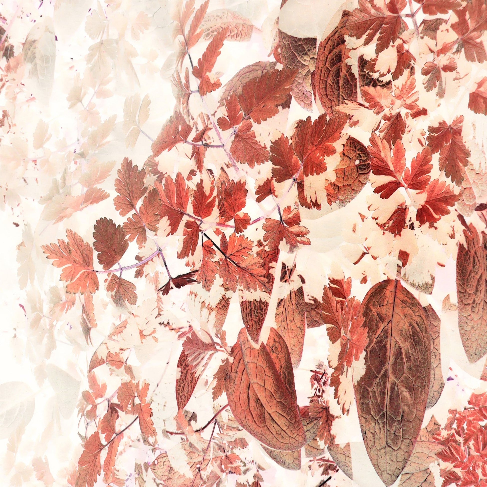 Autumn Leaf Collage No2