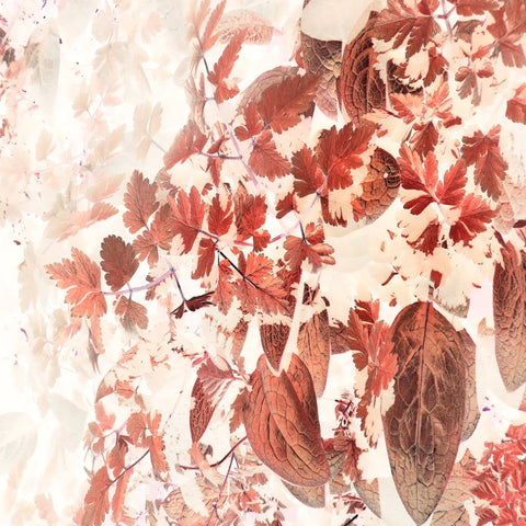 Autumn Leaf Collage No2