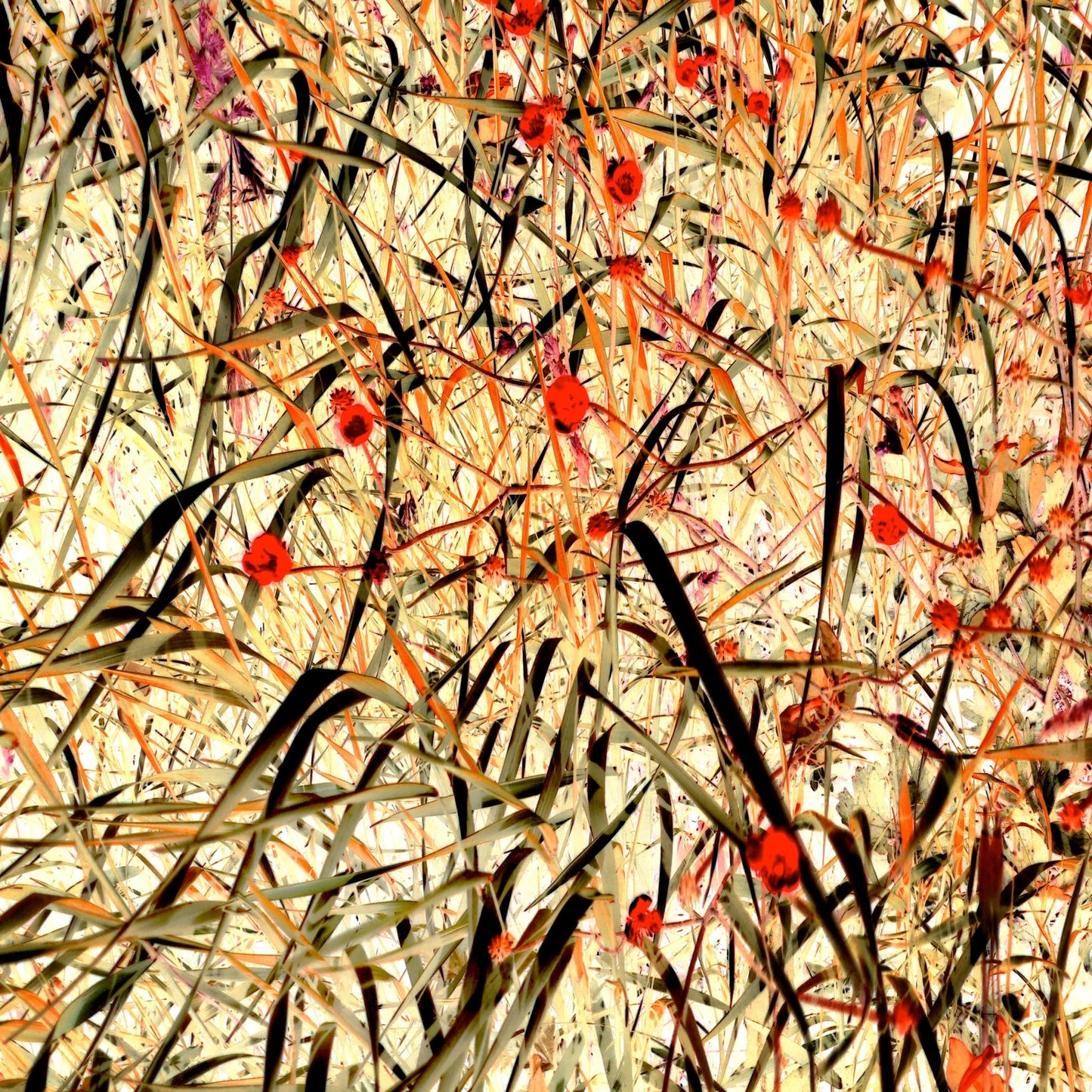 Tangled Blossom Field