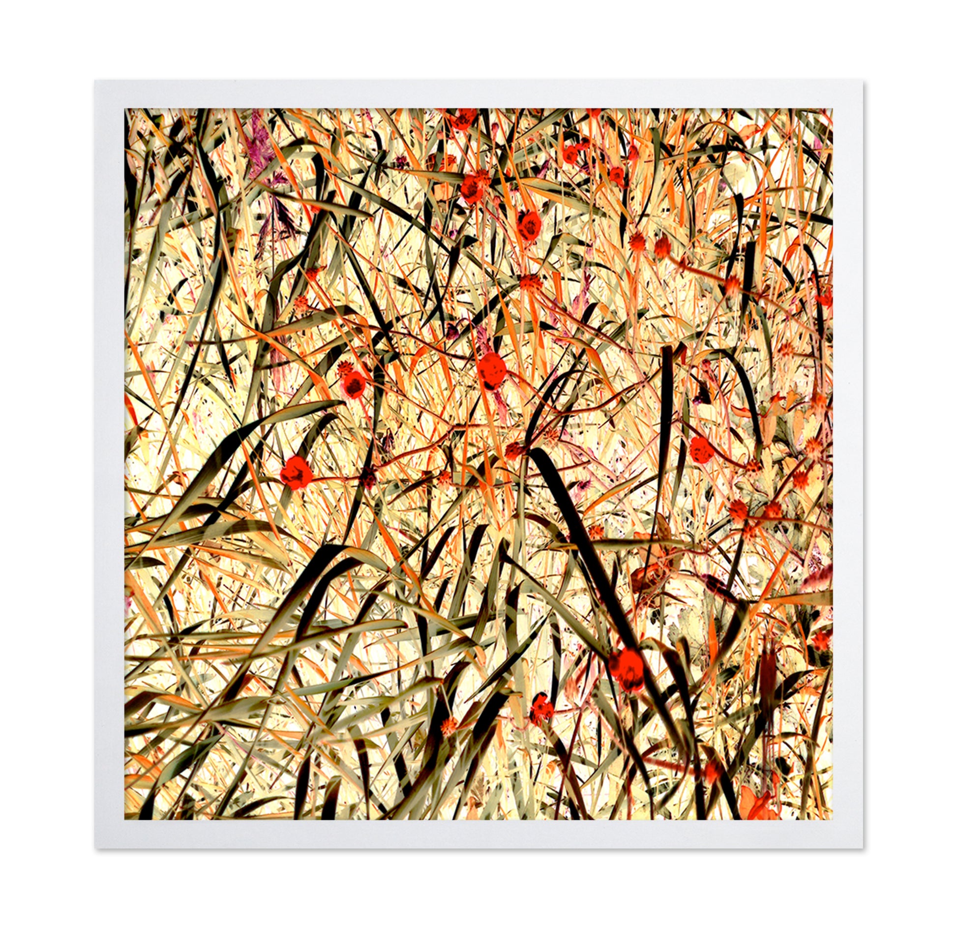 Tangled Blossom Field