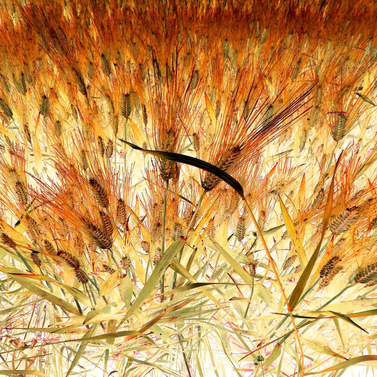 Dense Wheat Field