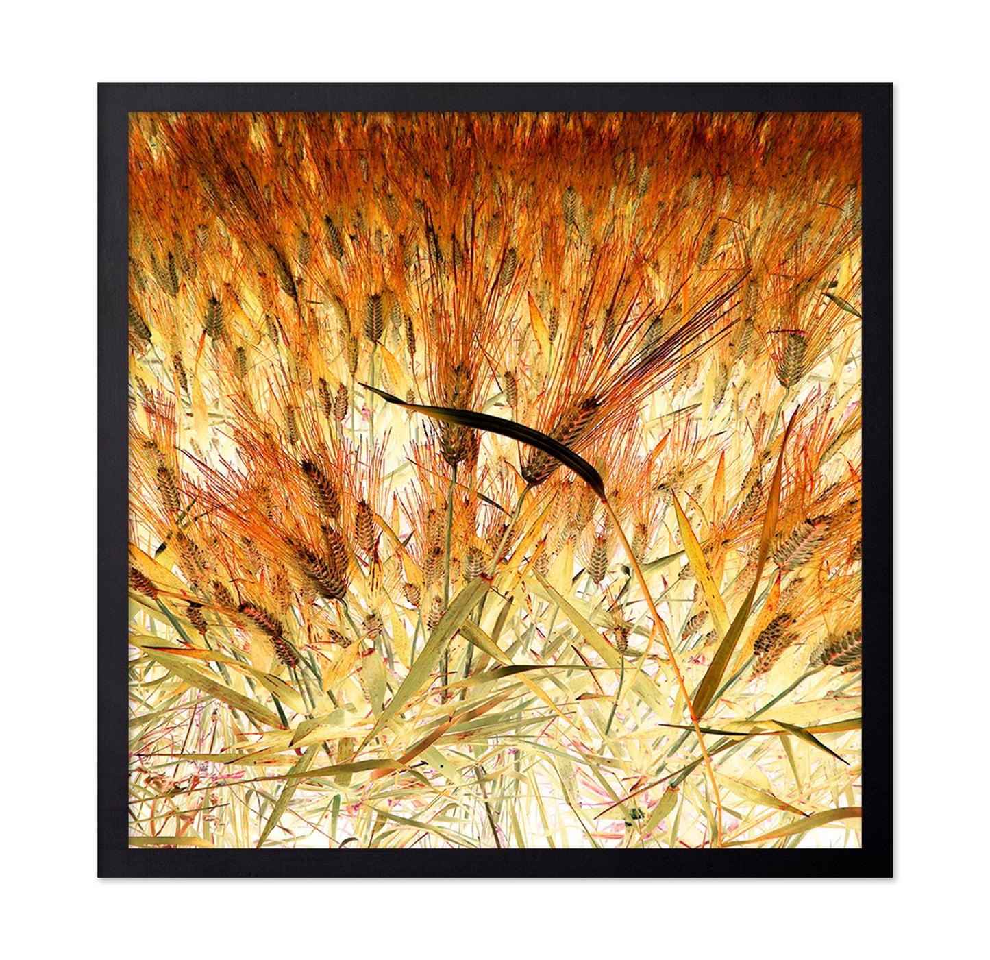 Dense Wheat Field
