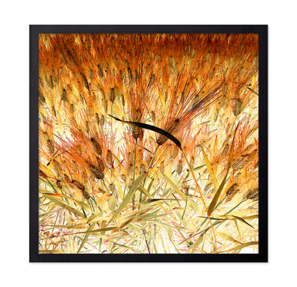 Dense Wheat Field