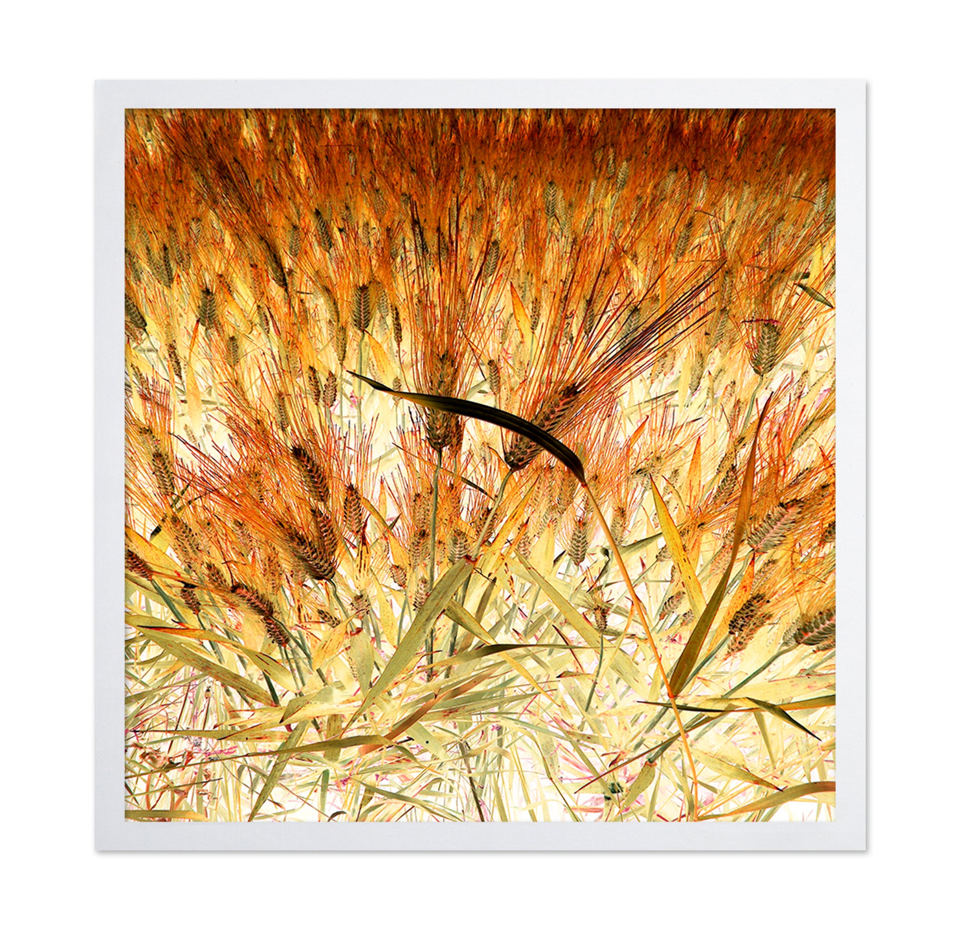 Dense Wheat Field