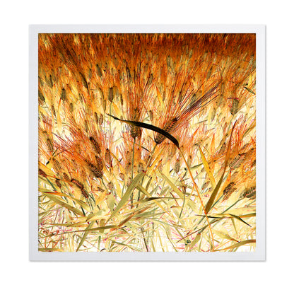 Dense Wheat Field