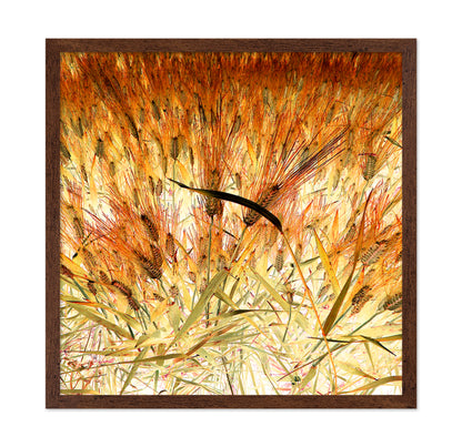 Dense Wheat Field