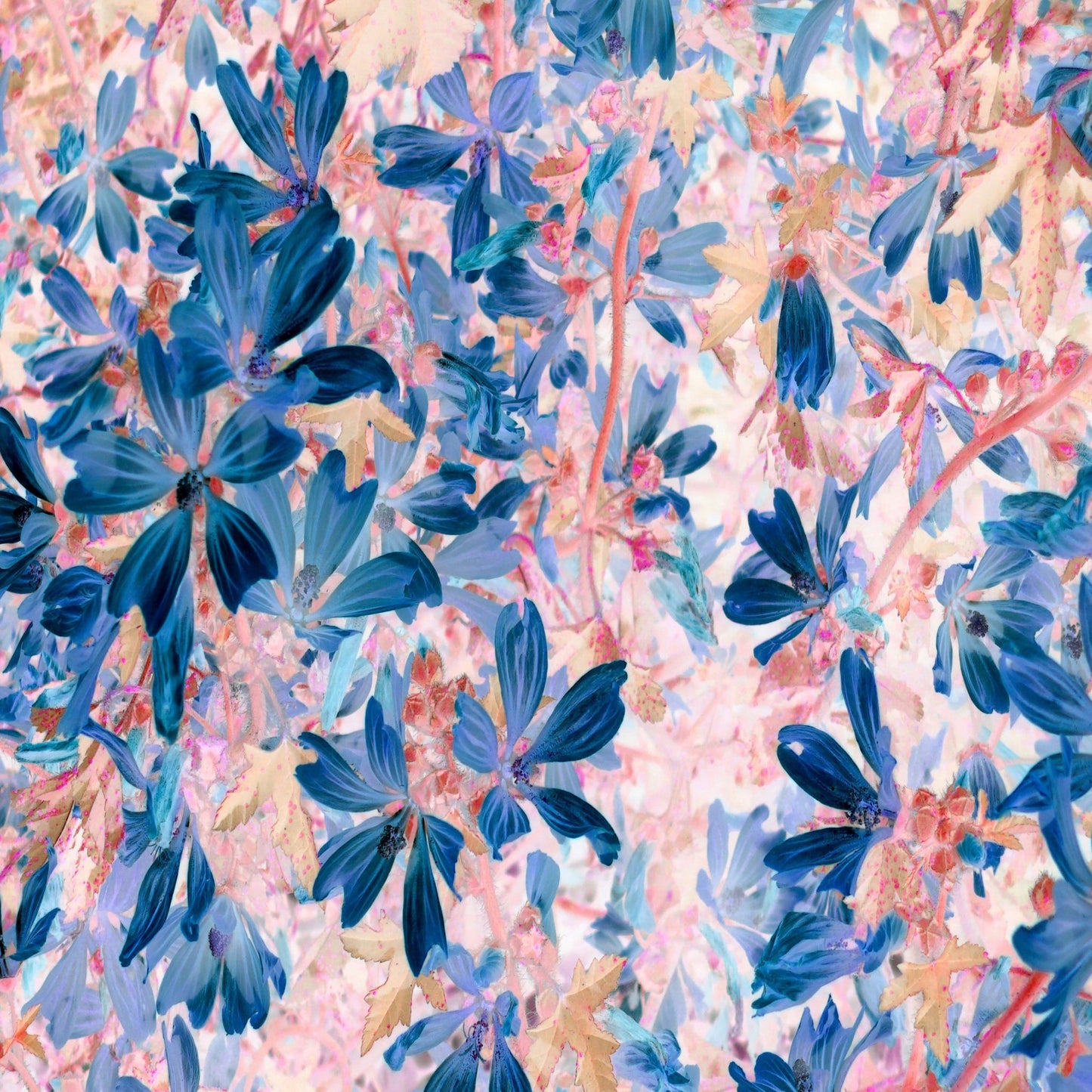 Blue Petal Tangle