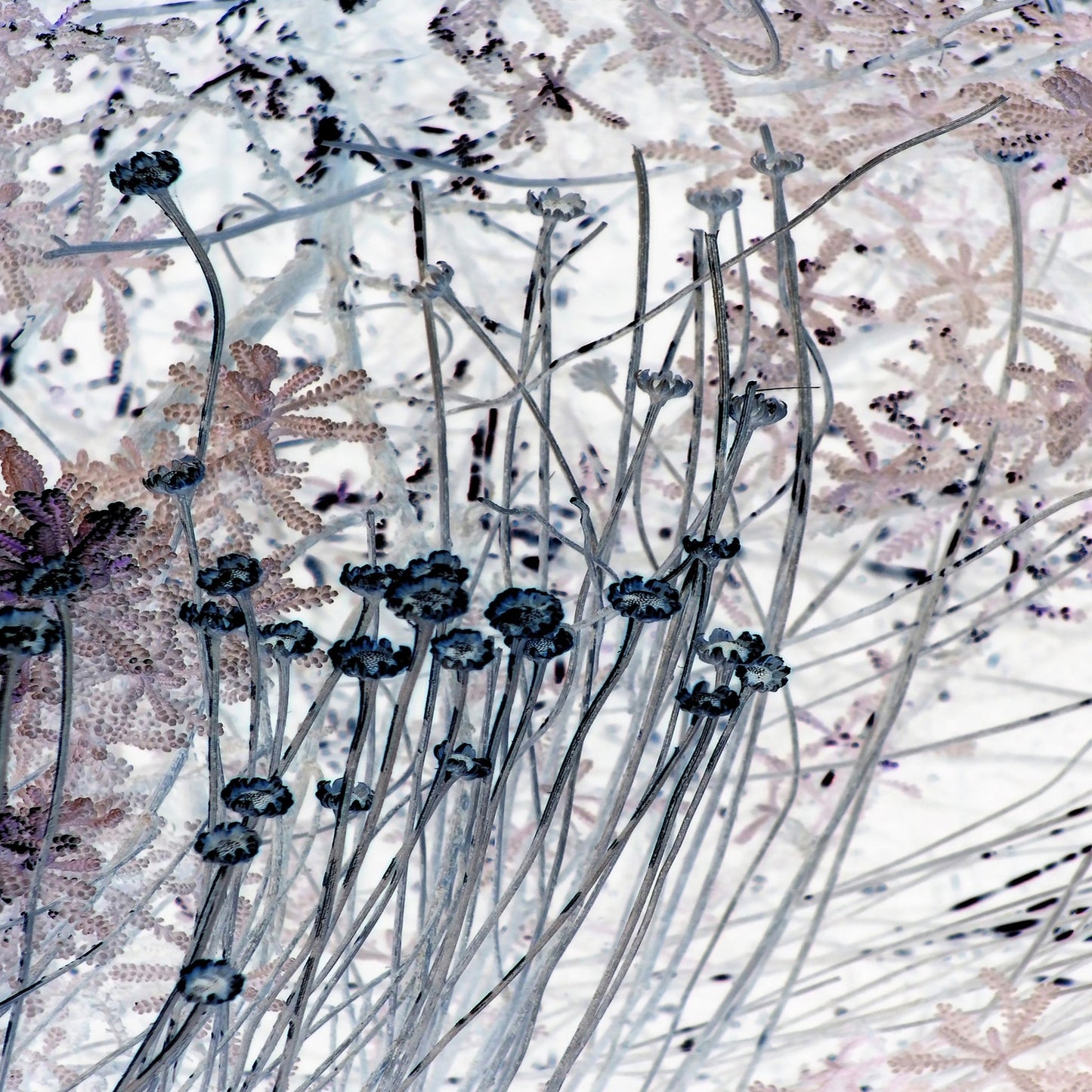 Delicate Stem Abstract