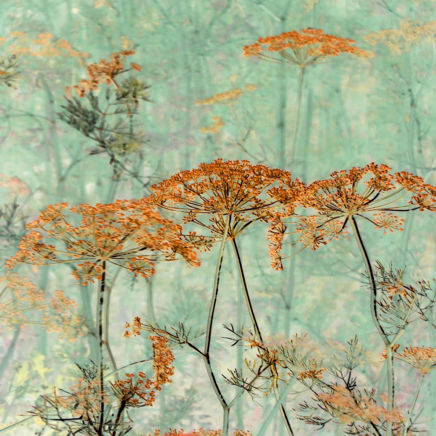 Soft Nature Whispers