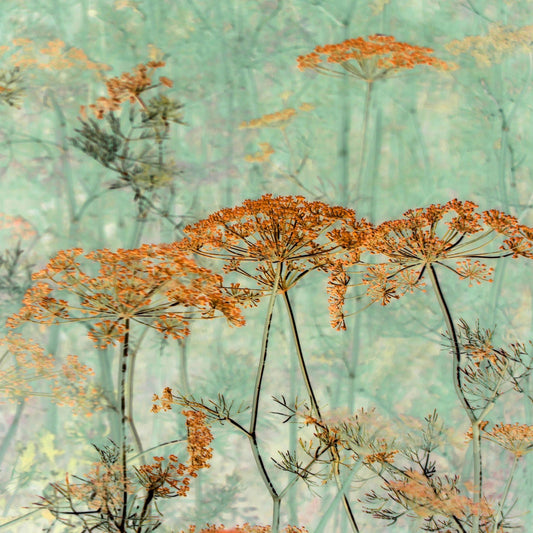 Soft Nature Whispers