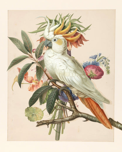 Cockatoo Blossom