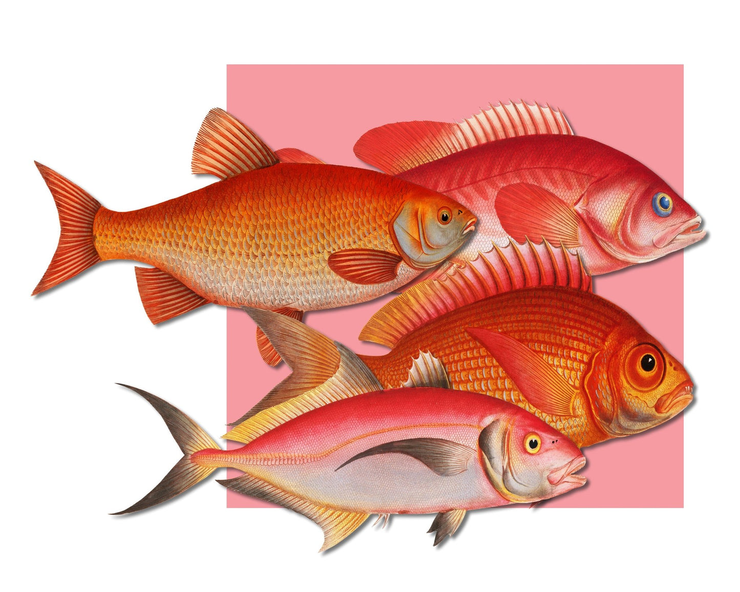 Coral Fish Collection