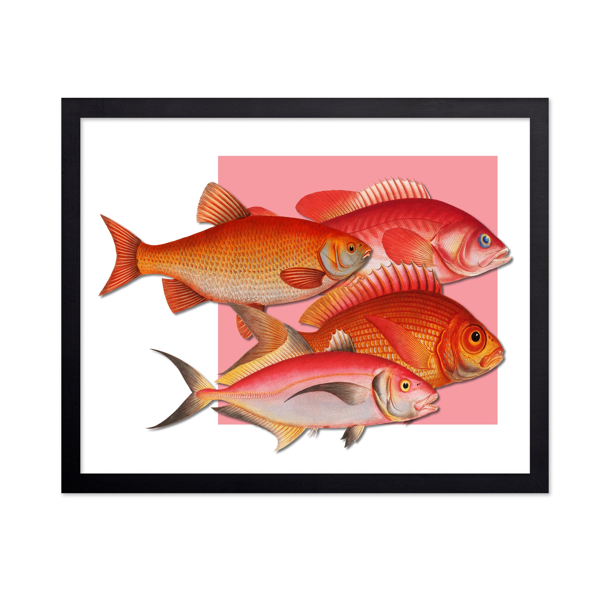 Coral Fish Collection
