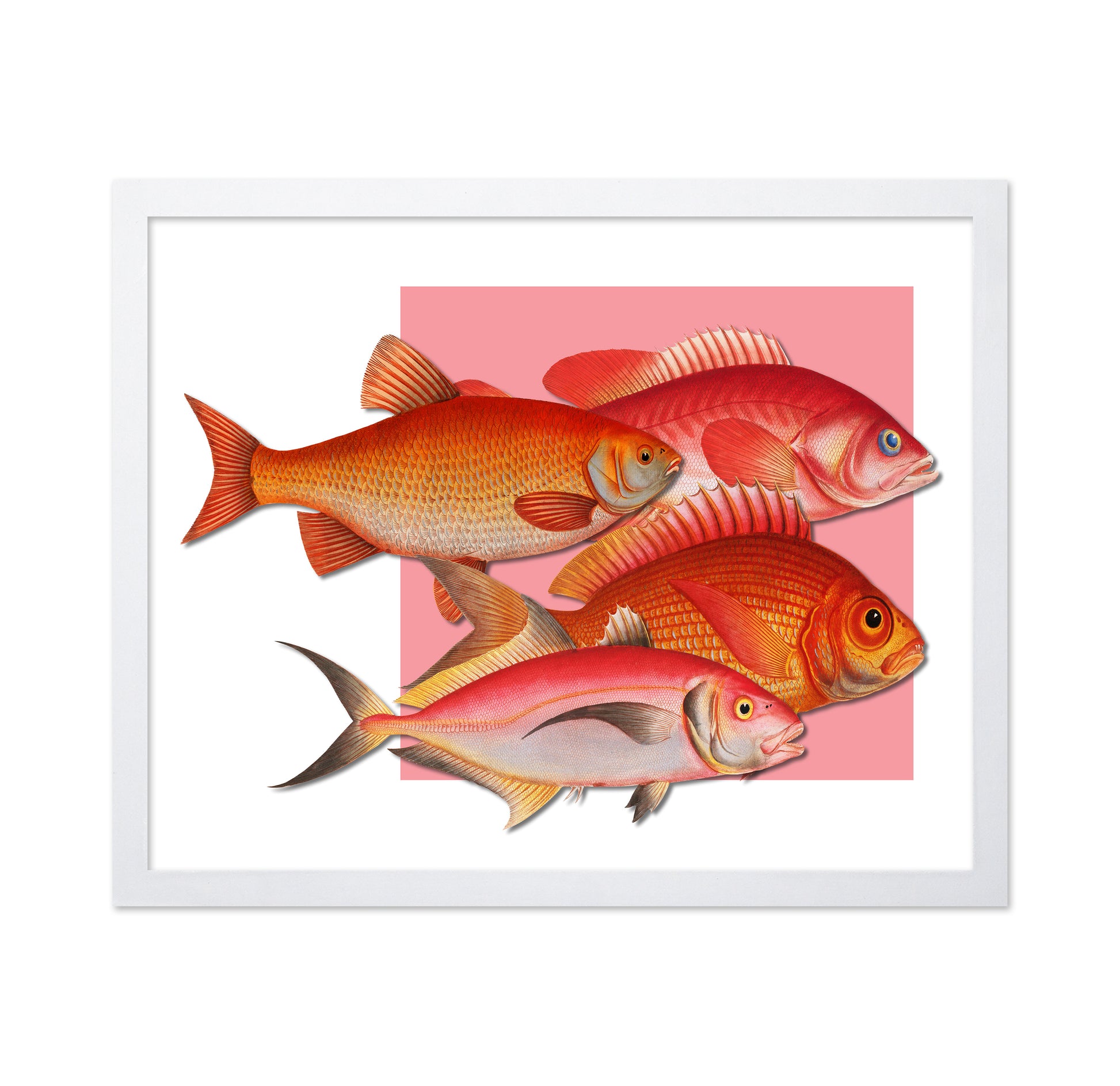 Coral Fish Collection