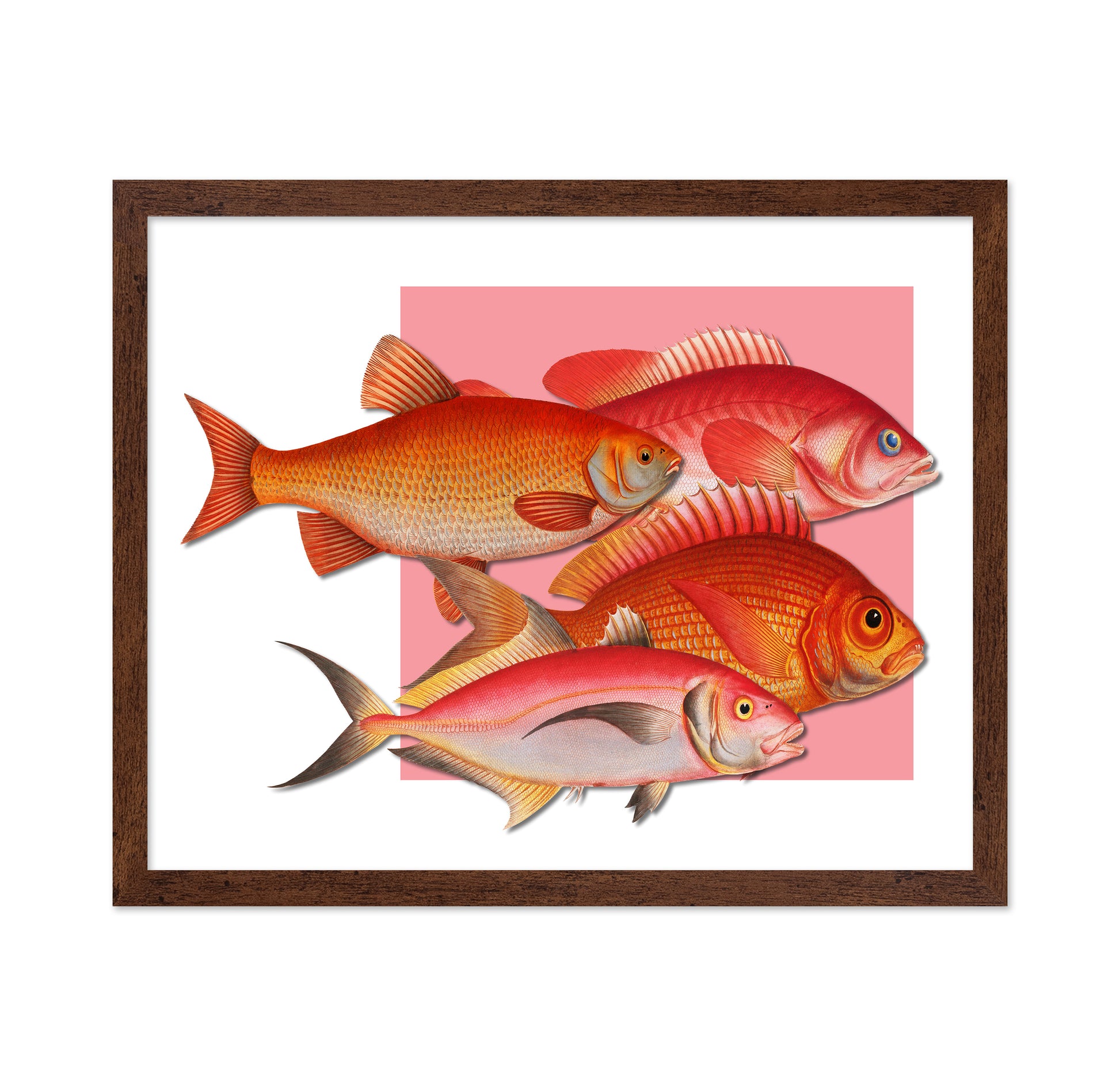 Coral Fish Collection