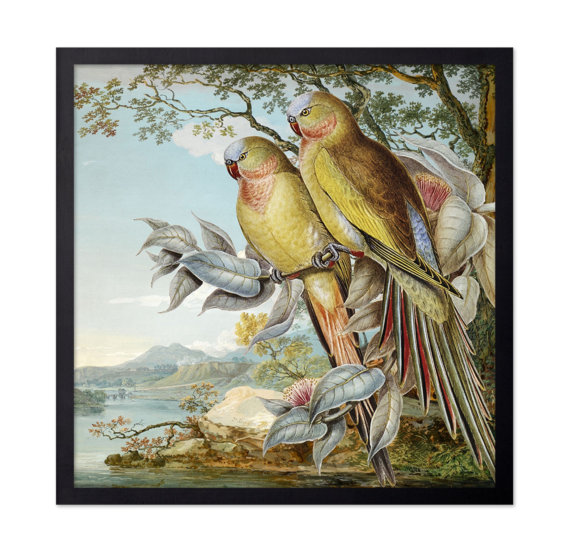 Parakeet River Pair