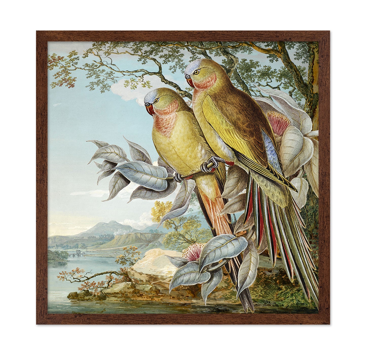 Parakeet River Pair