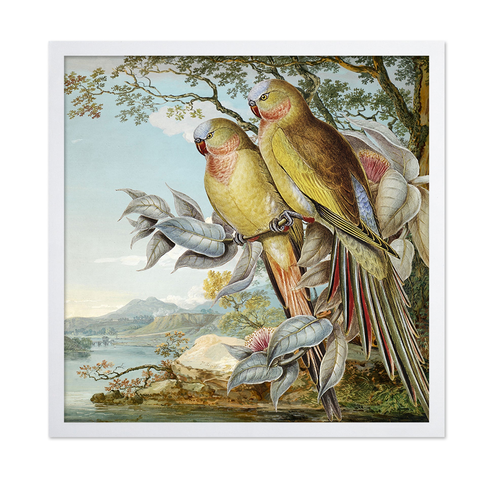 Parakeet River Pair