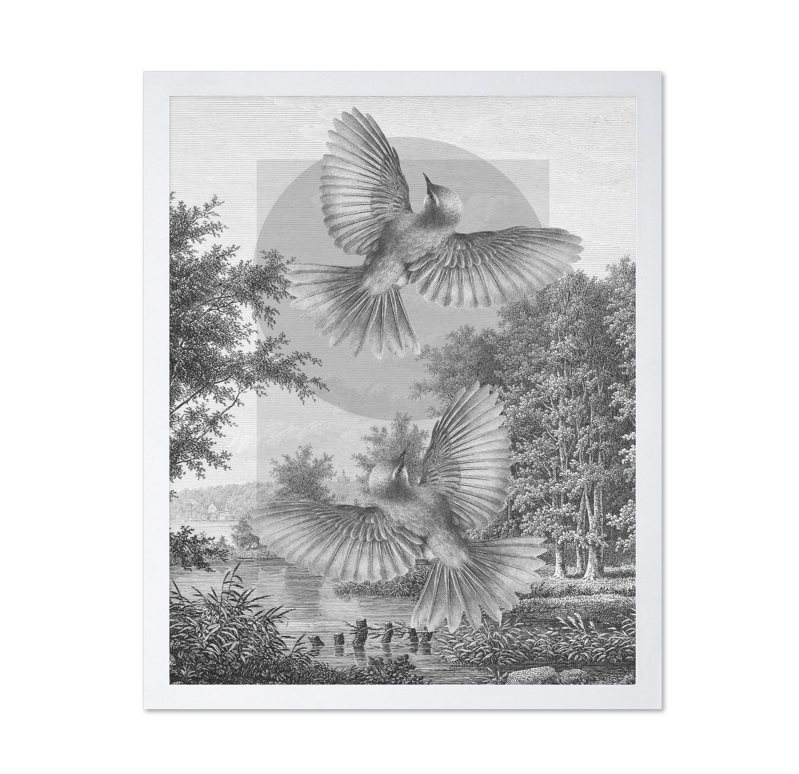 Flying Forest Birds
