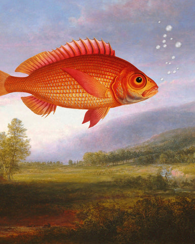 Floating Red Fish