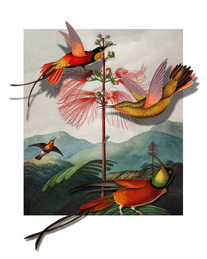 Hummingbirds And Mimosa