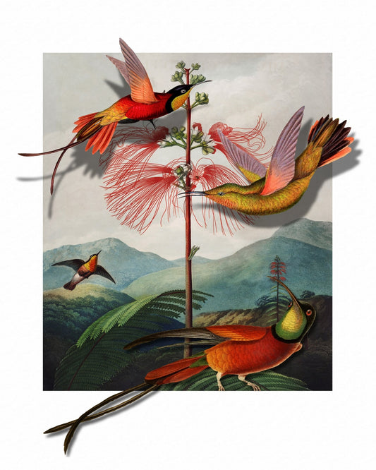 Hummingbirds And Mimosa
