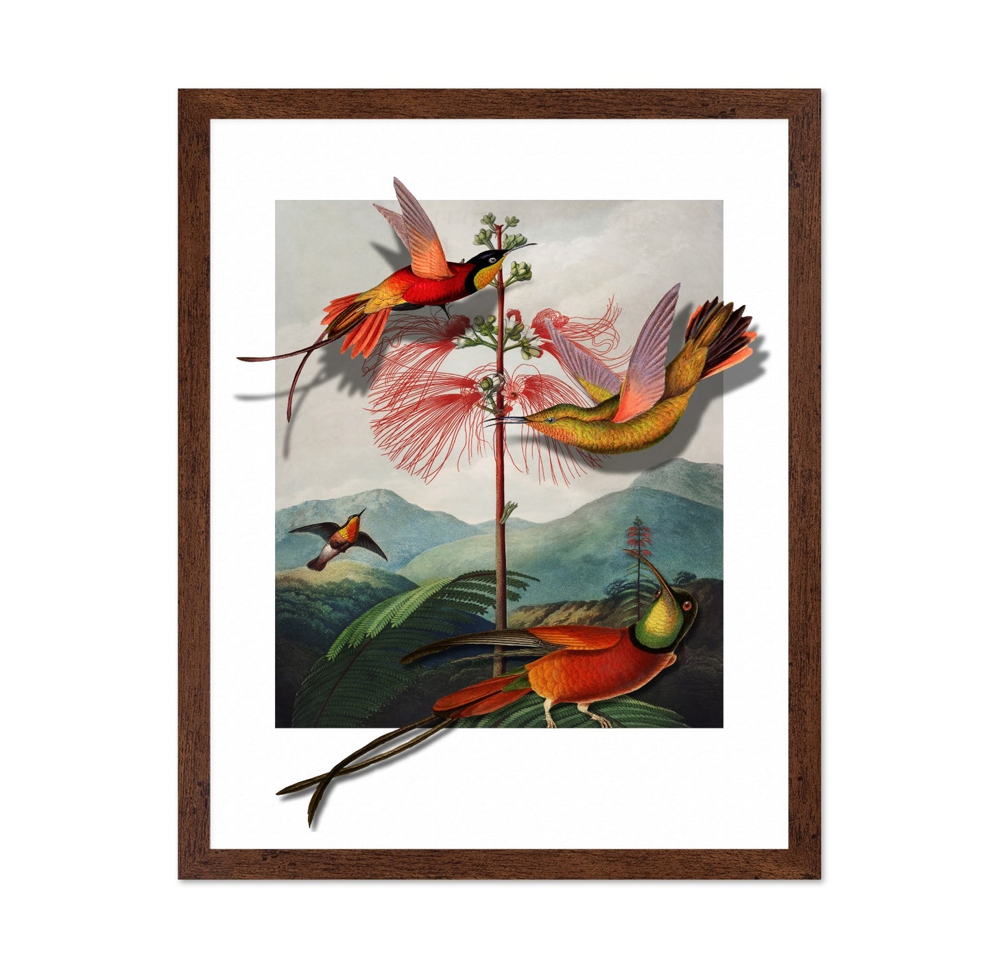 Hummingbirds And Mimosa