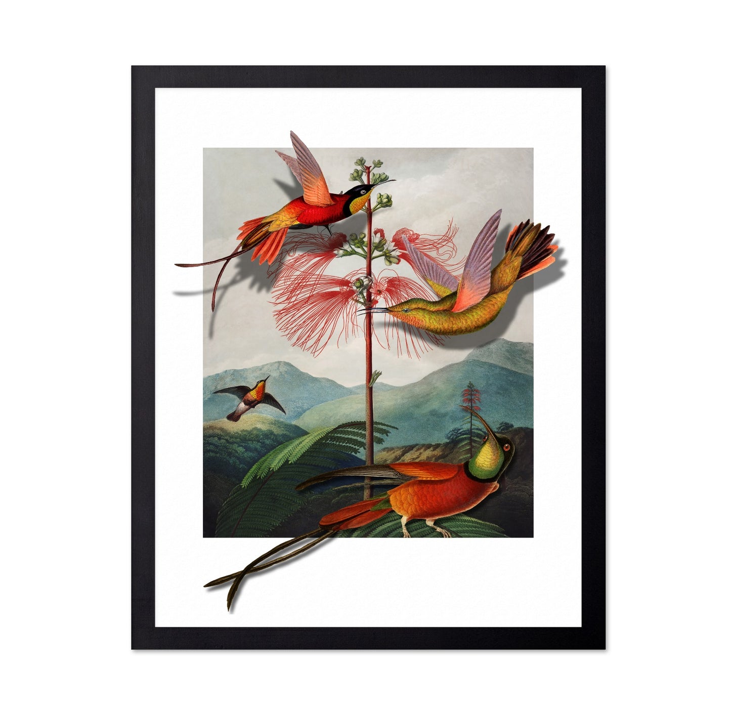 Hummingbirds And Mimosa