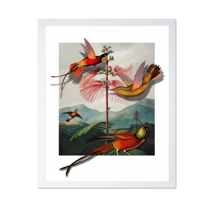 Hummingbirds And Mimosa