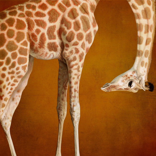 Curious Giraffe