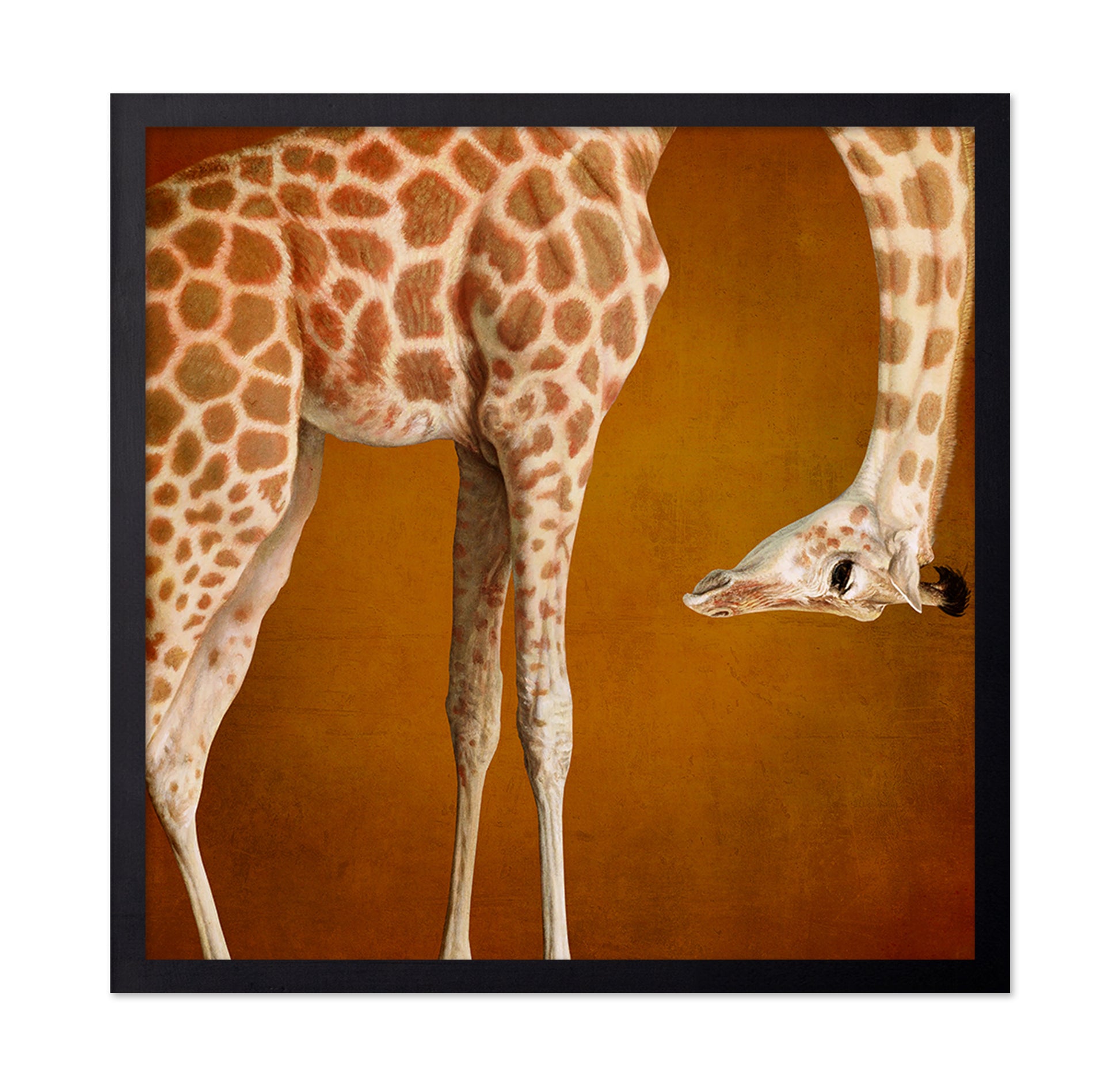 Curious Giraffe