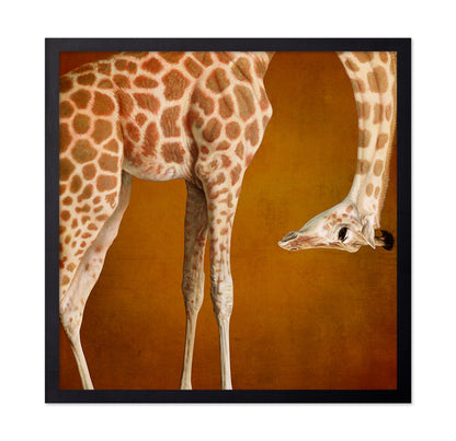 Curious Giraffe