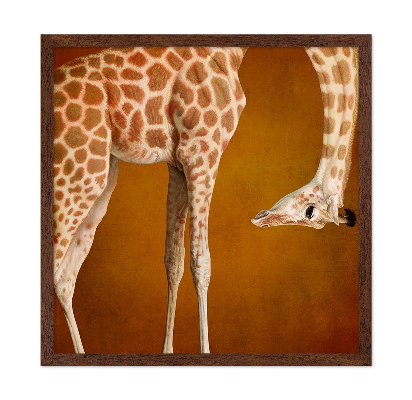 Curious Giraffe