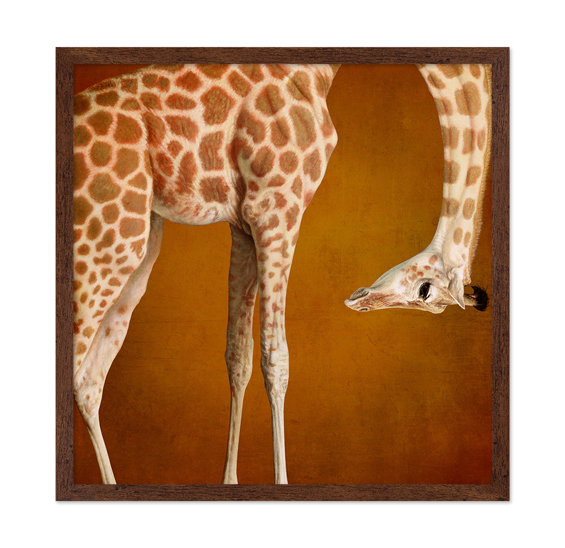 Curious Giraffe