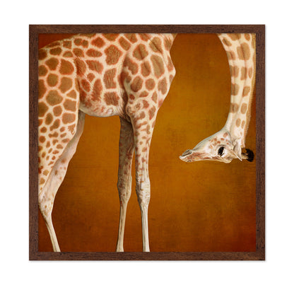 Curious Giraffe
