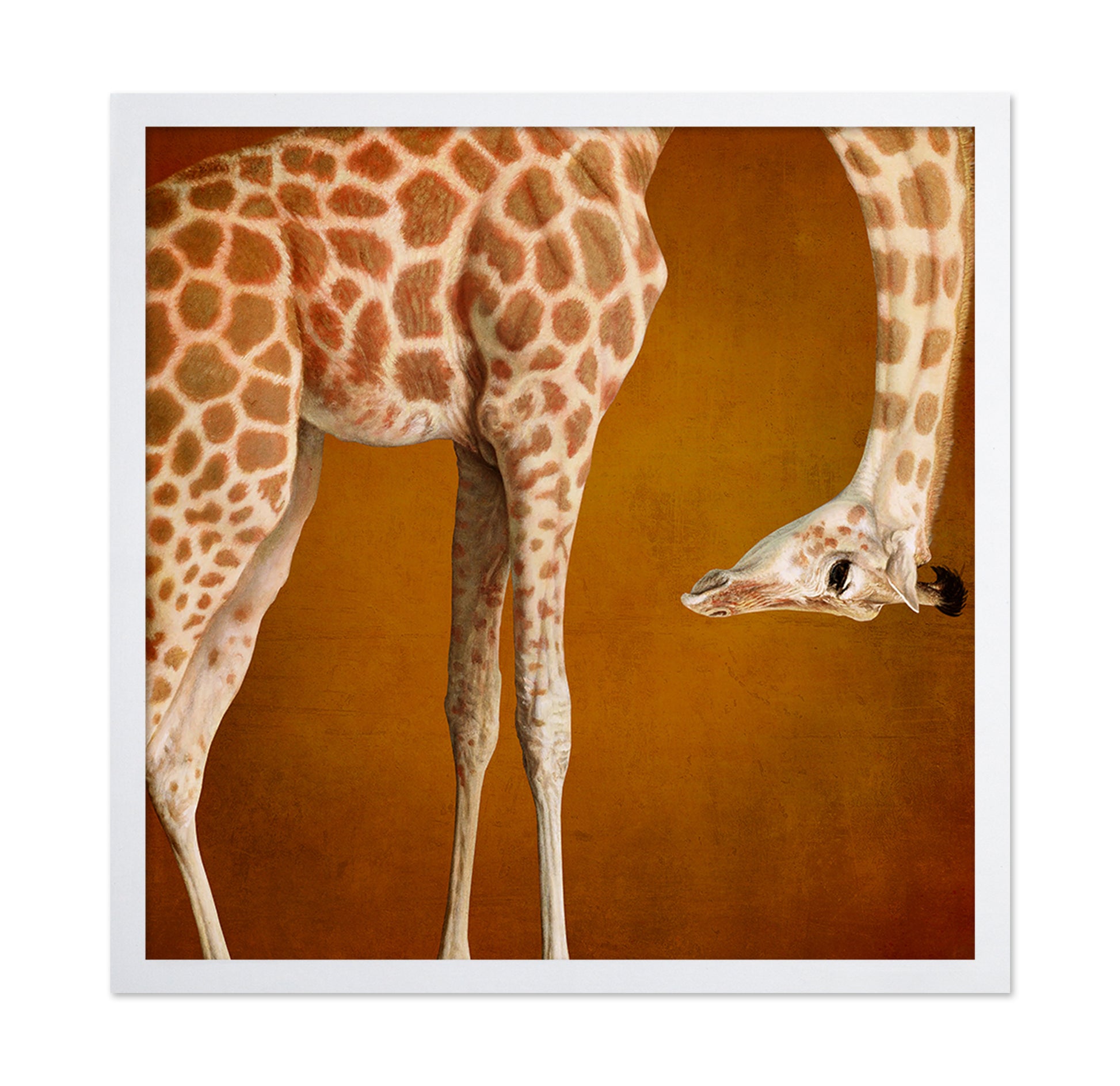 Curious Giraffe