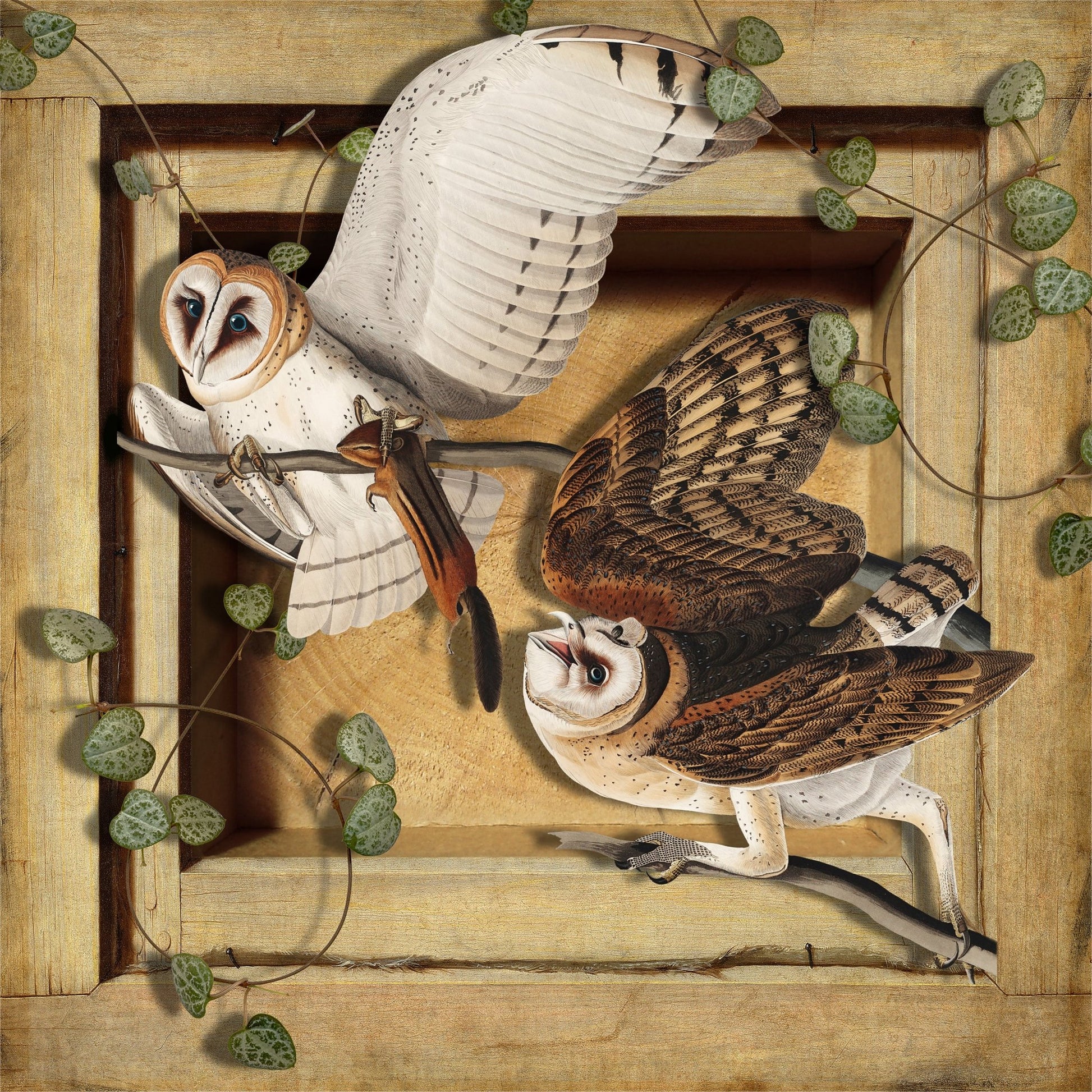 Barn Owl Pair