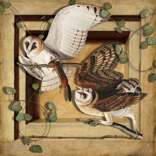 Barn Owl Pair
