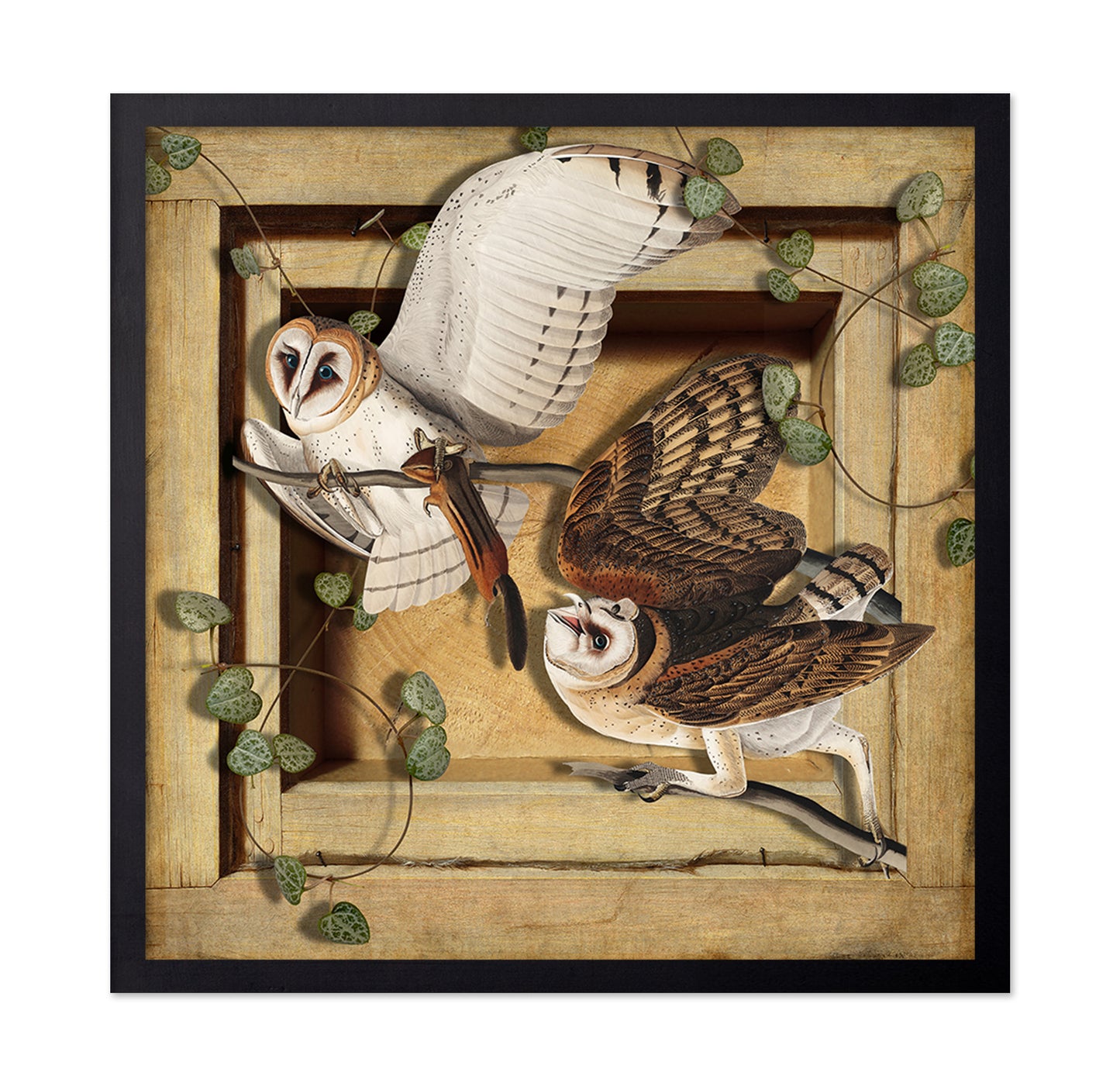 Barn Owl Pair