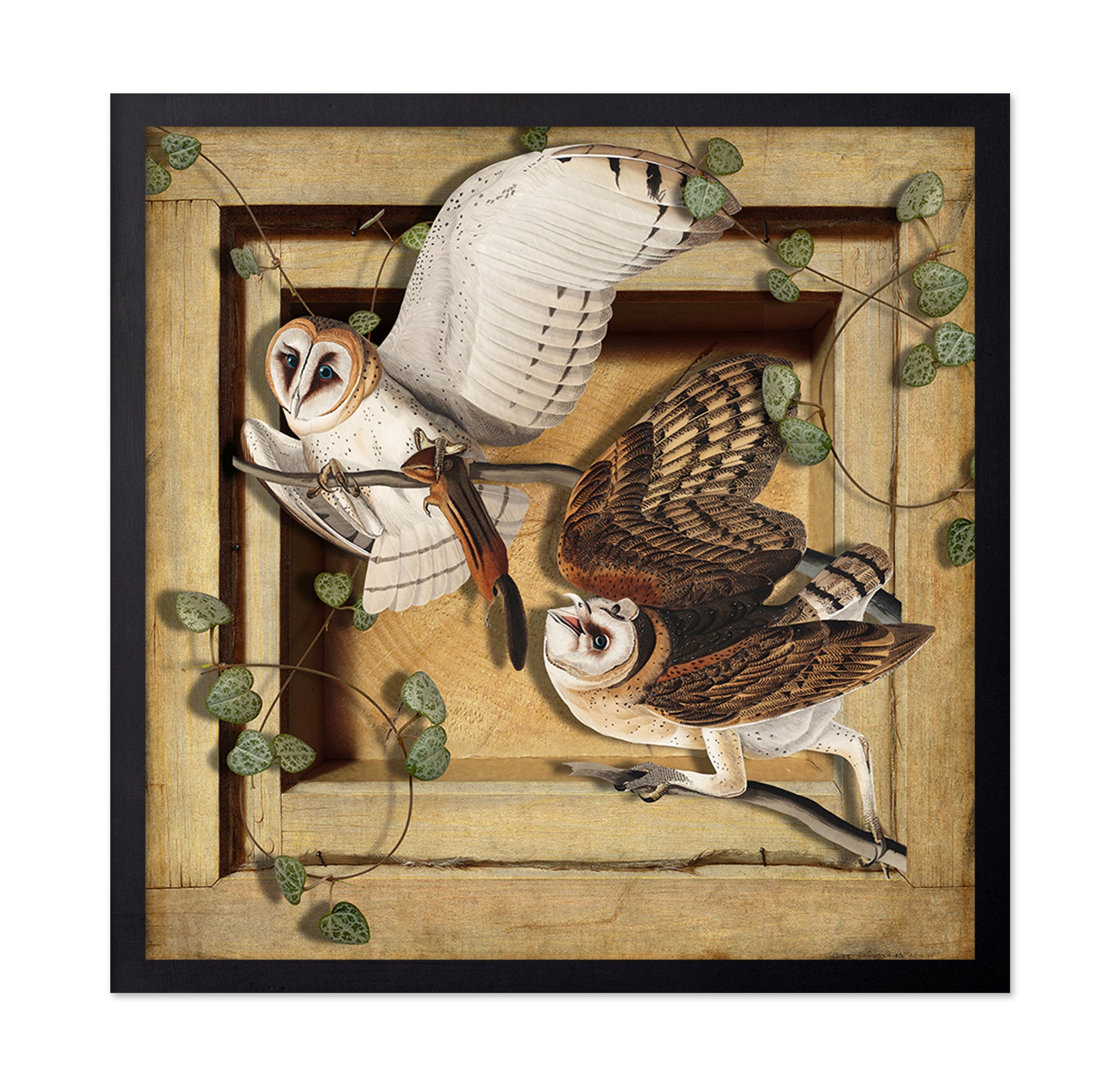 Barn Owl Pair