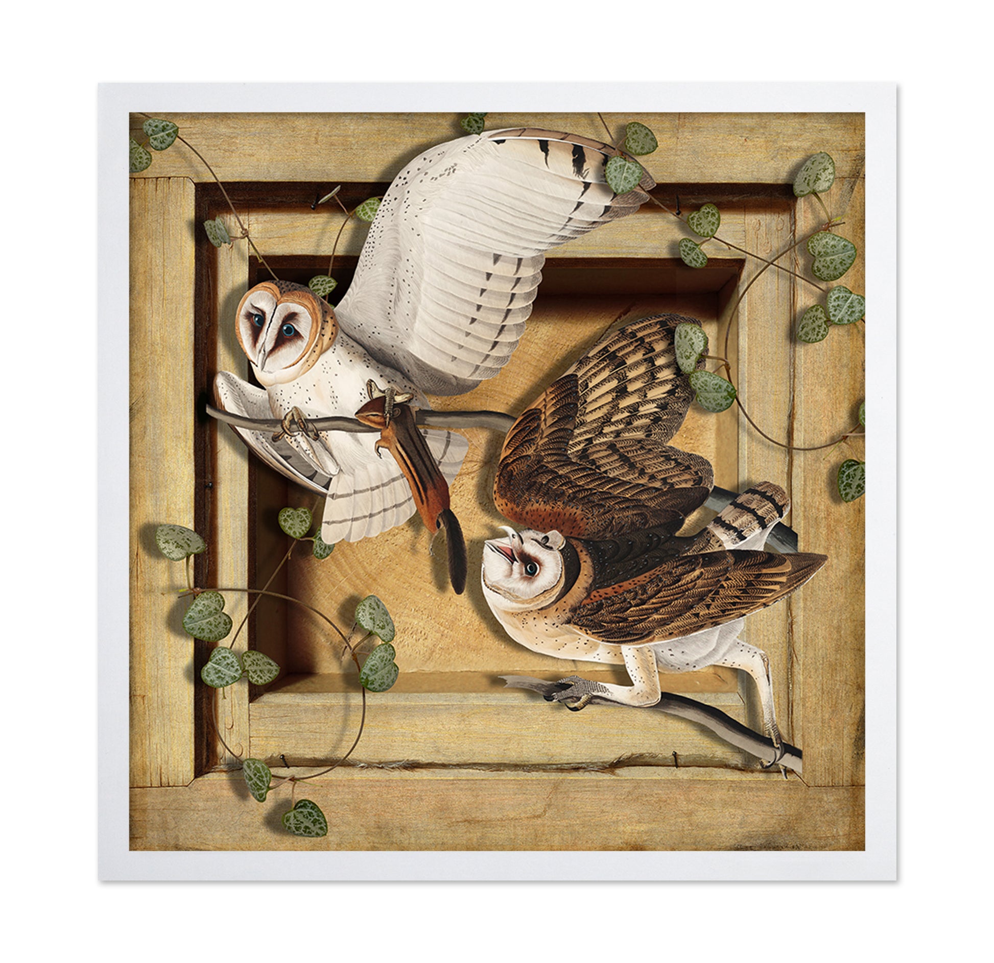 Barn Owl Pair