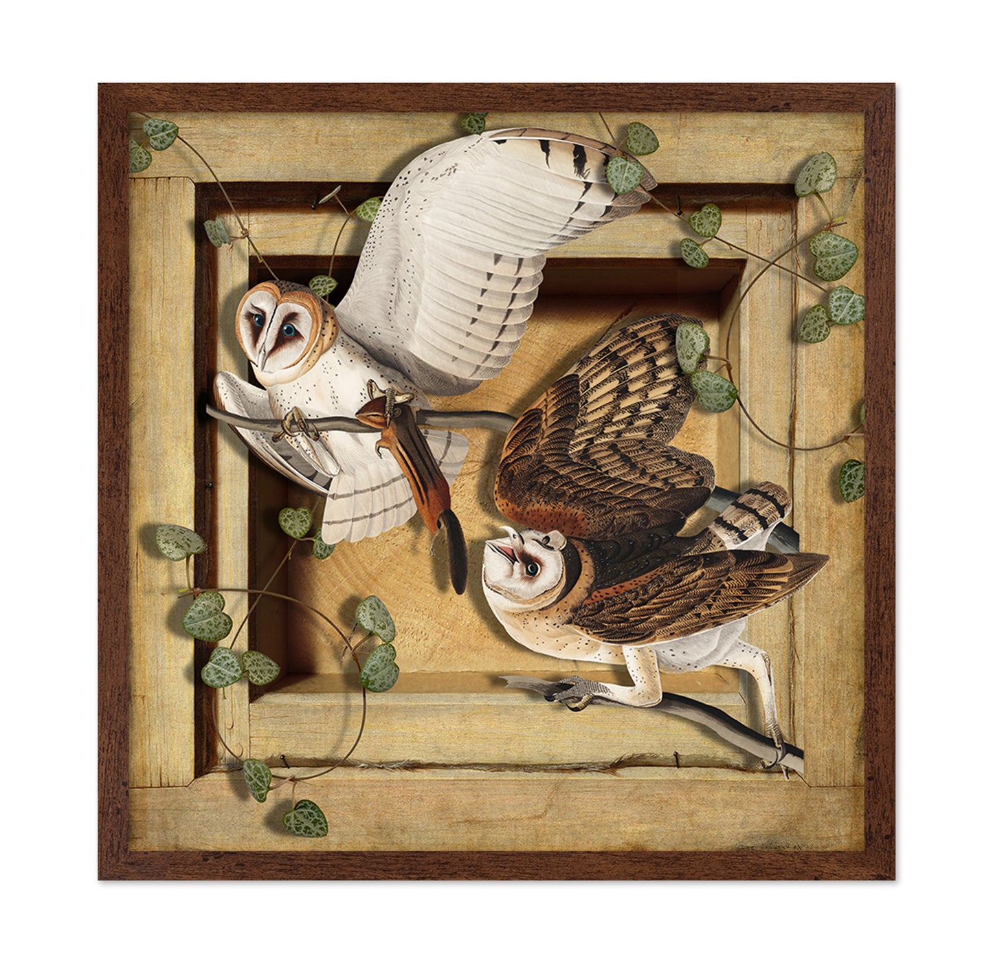 Barn Owl Pair