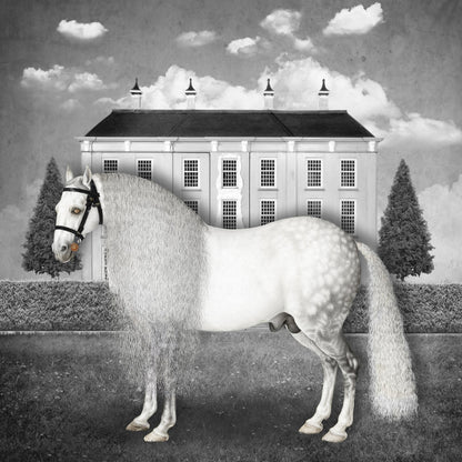 Regal Gray Stallion