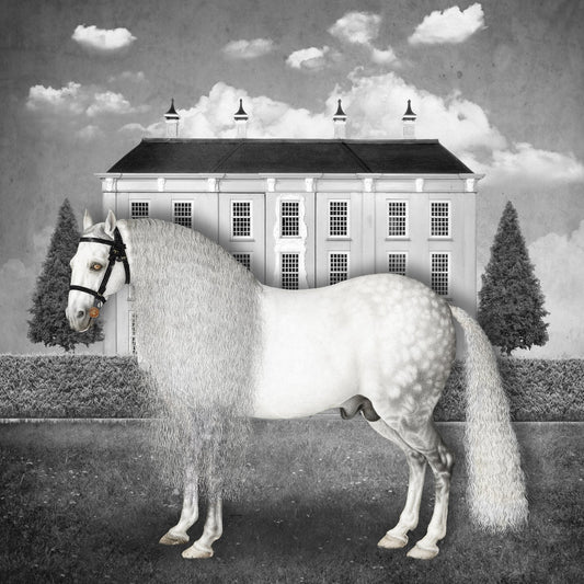 Regal Gray Stallion