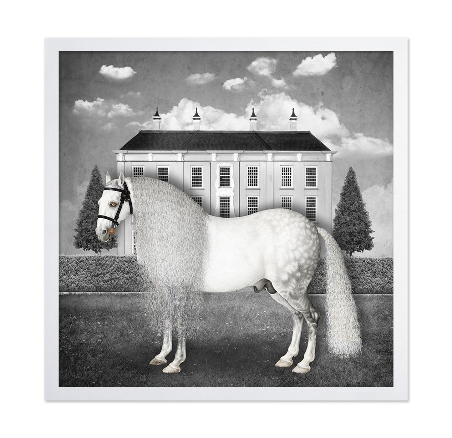 Regal Gray Stallion