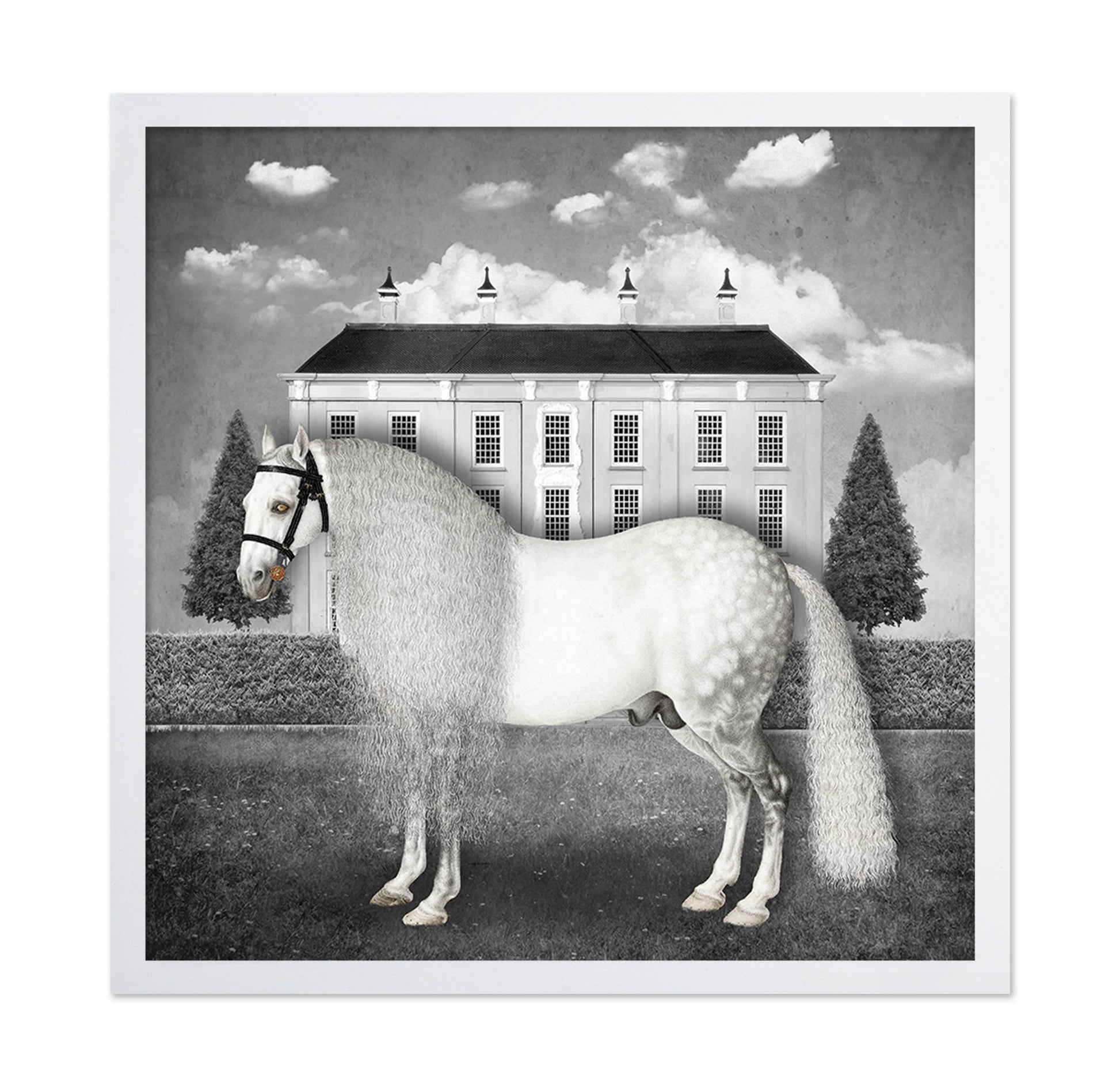 Regal Gray Stallion