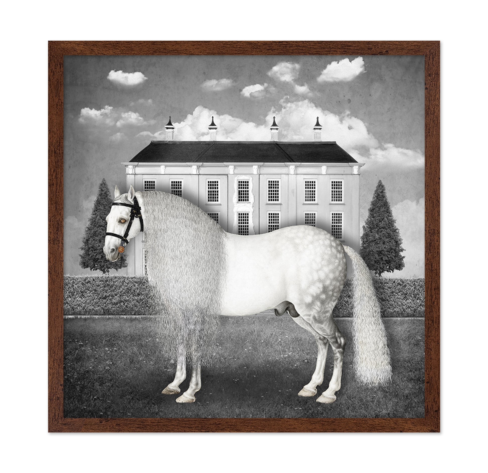 Regal Gray Stallion