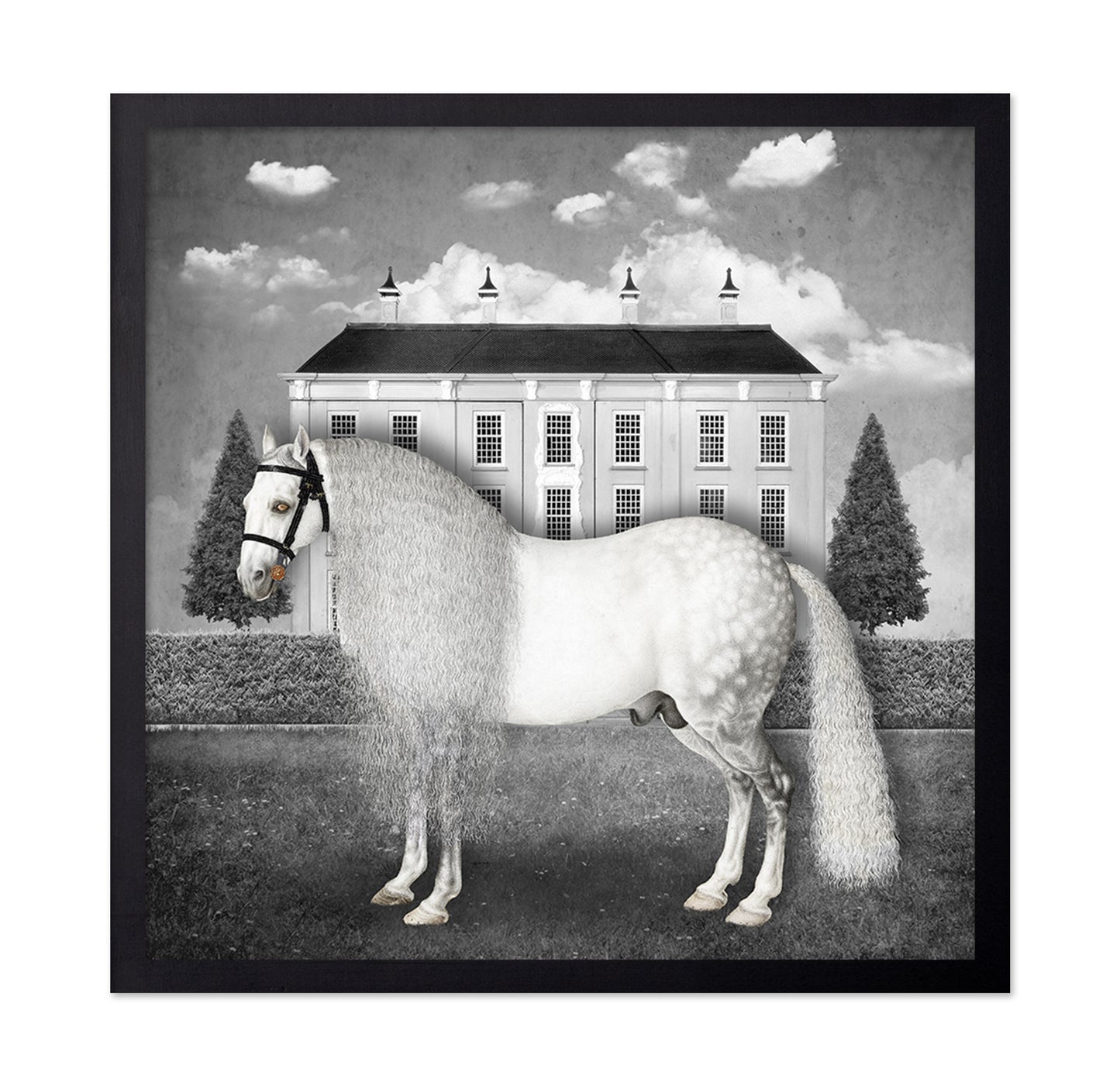 Regal Gray Stallion