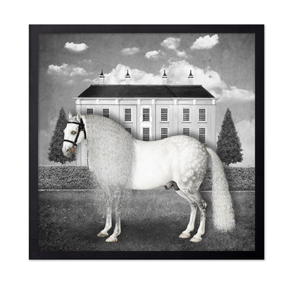 Regal Gray Stallion
